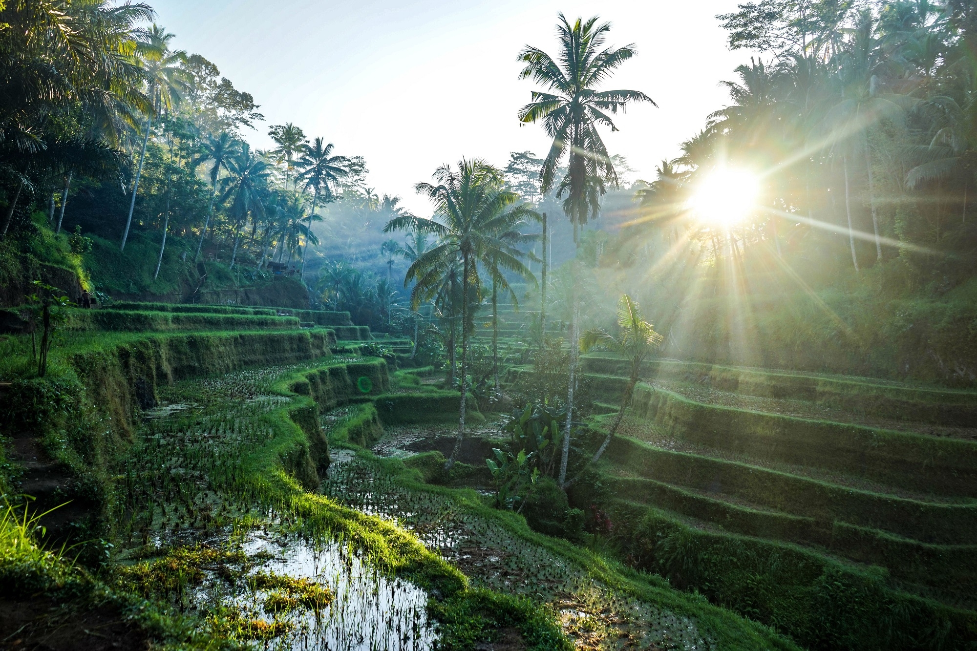 Ubud Rice Terraces