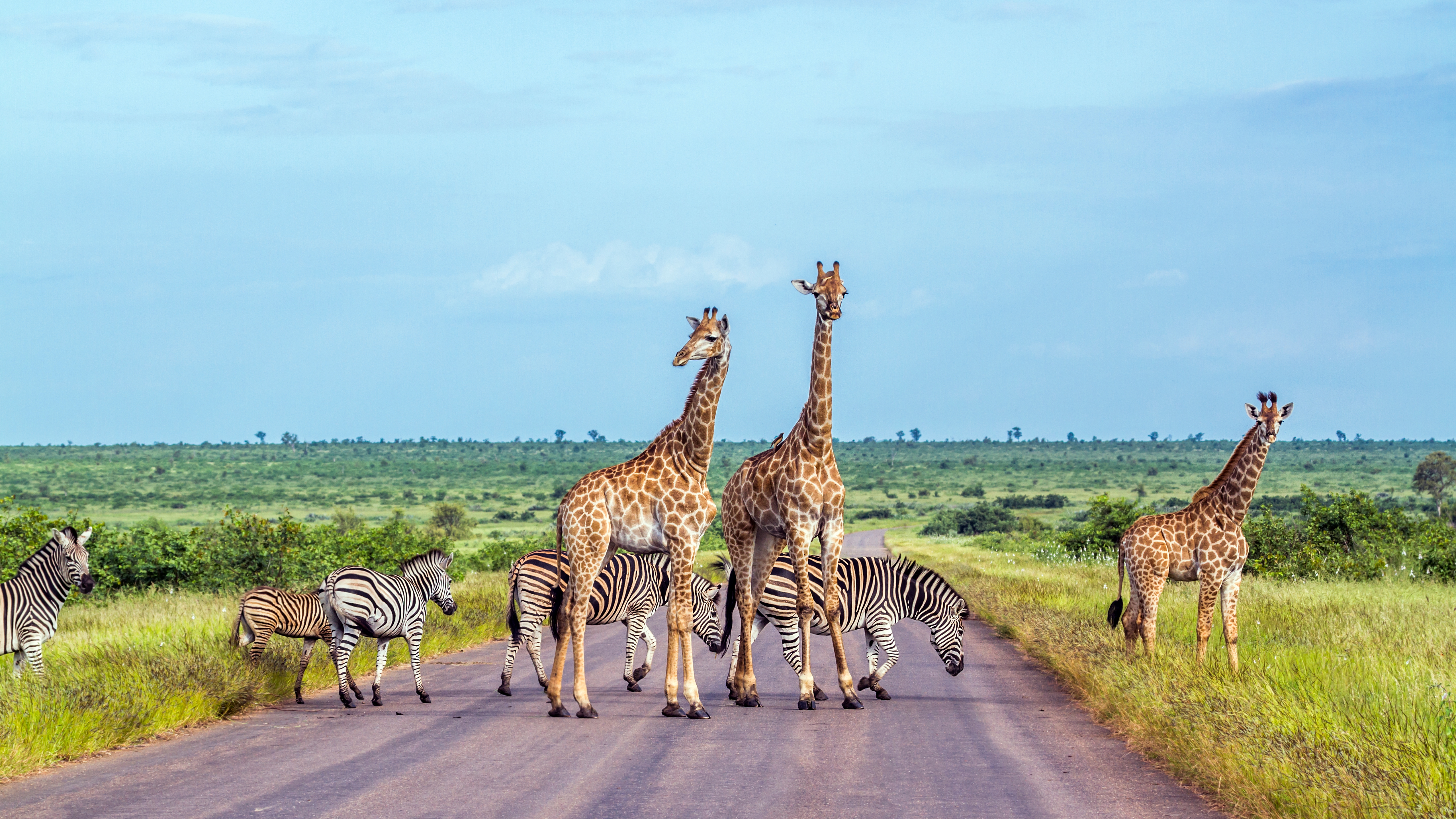Giraffe and plains zebra in Kruger national park, South Africa_shutterstock_786552829.jpg
