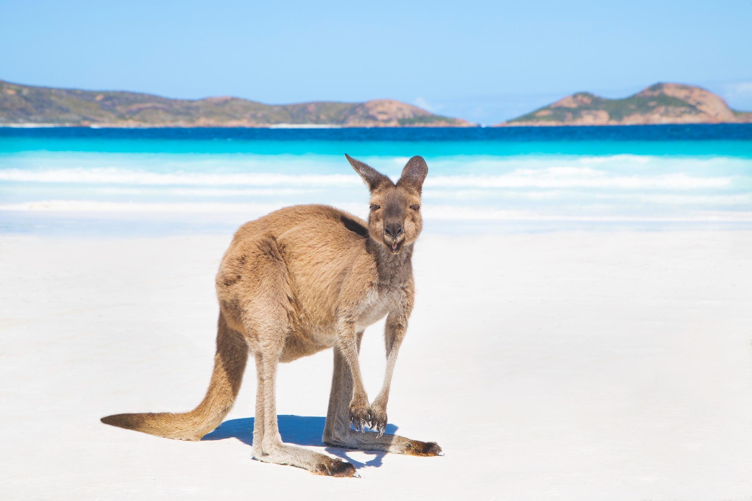 A kangaroo on the beautiful lucky baybeach in Esperance, Western Australia