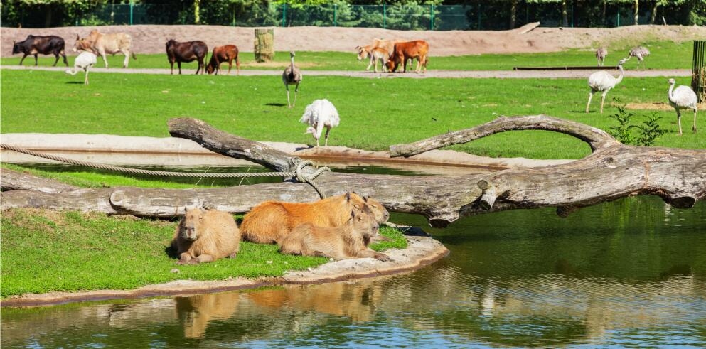 UG_TC_Hotel-Heide-Kroepke-Serengeti-Park-9