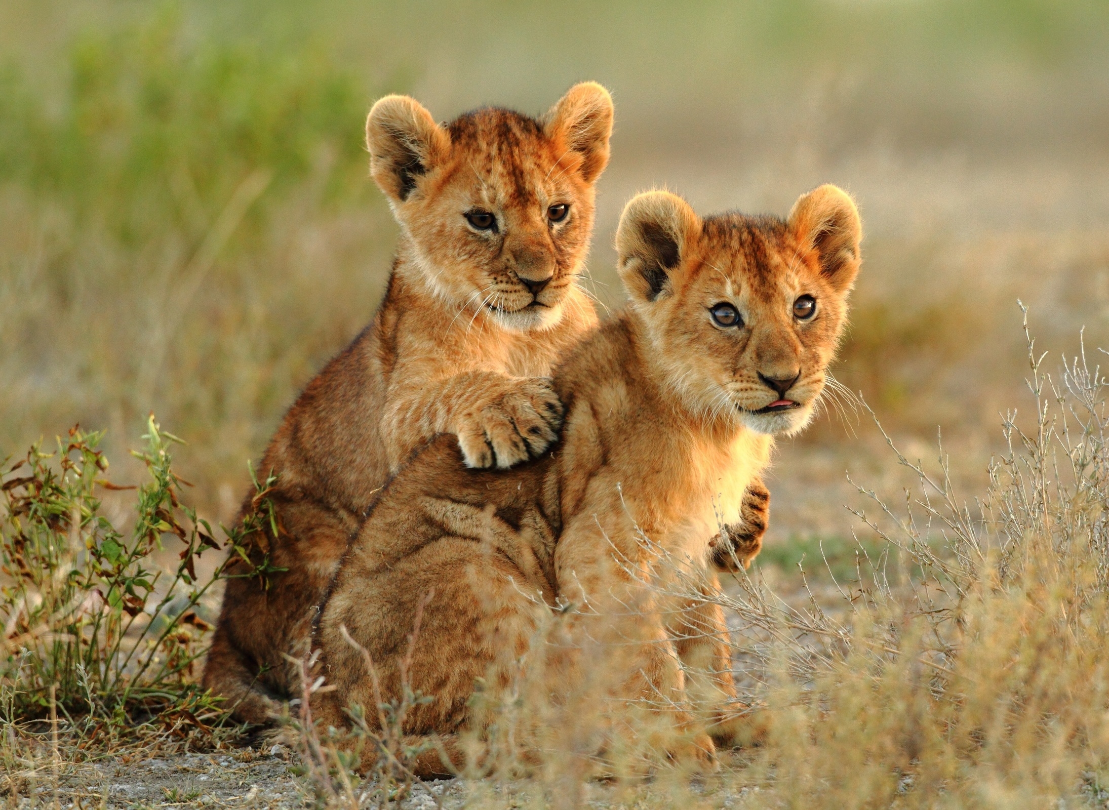 suedafrika-krueger_nationalpark-loewenbabys-kuscheln-foto-theodore_mattas